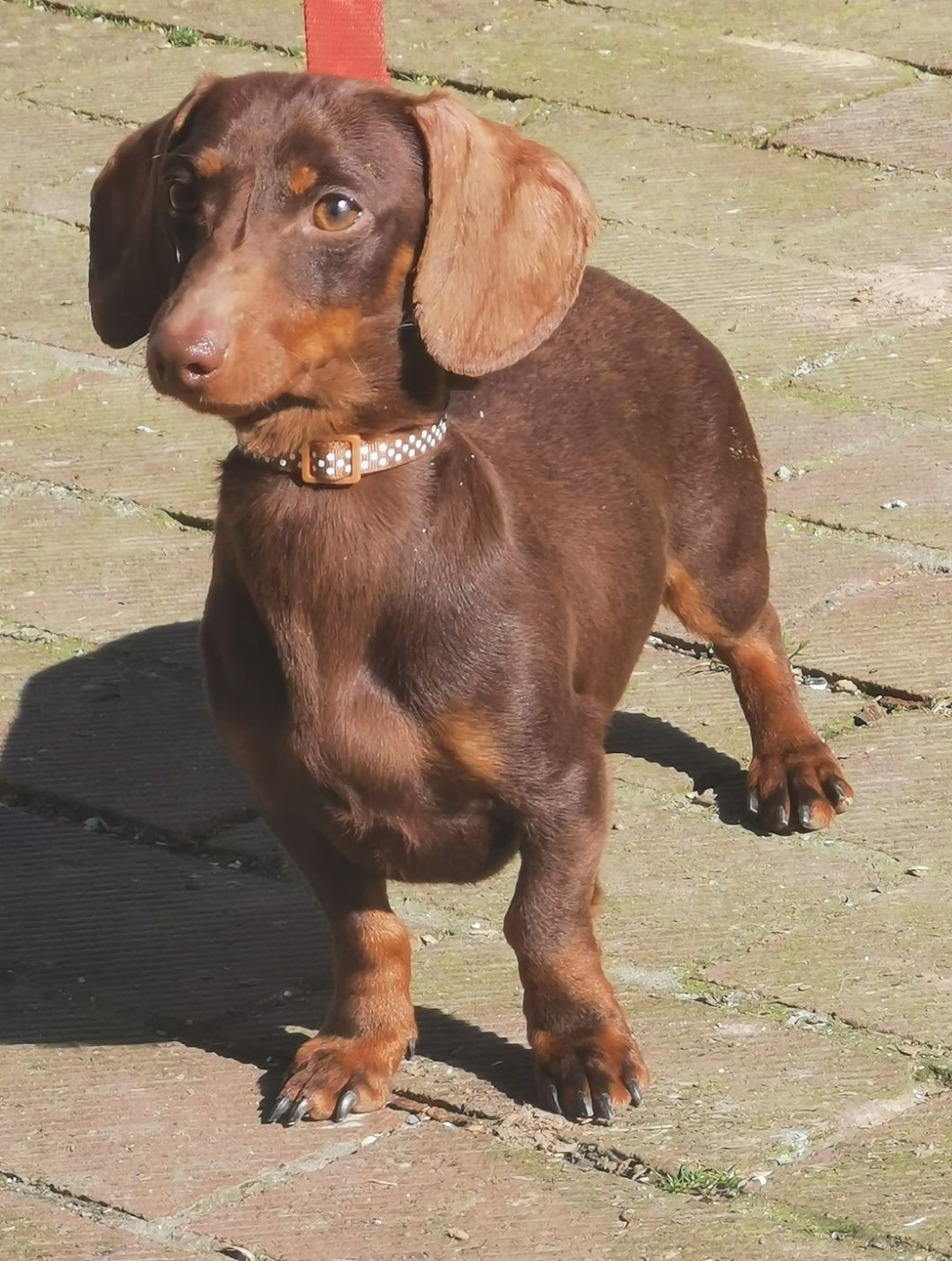 Salvador (Sans Affixe)