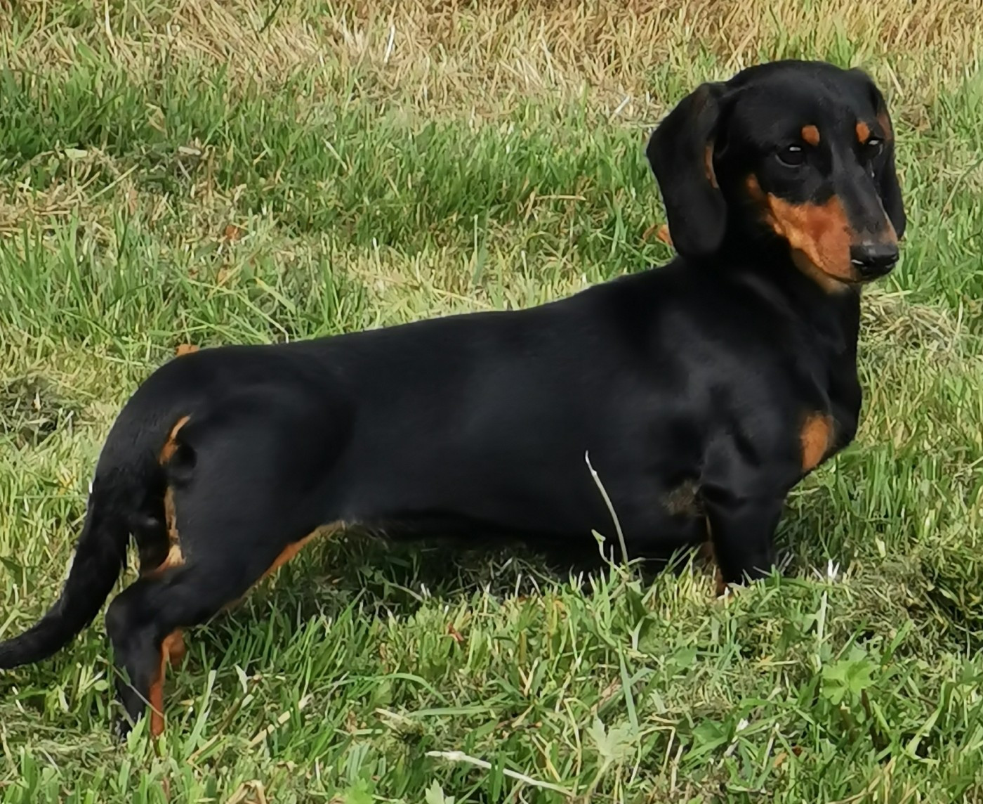 Pépsi du Domaine de la Ternoise