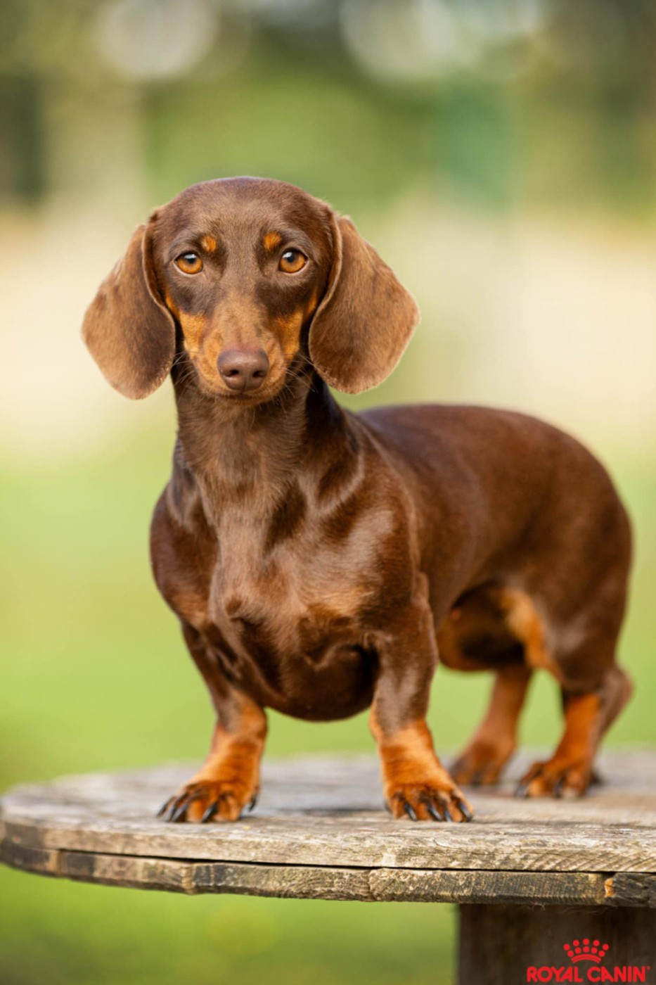 Uguette du Domaine de la Ternoise