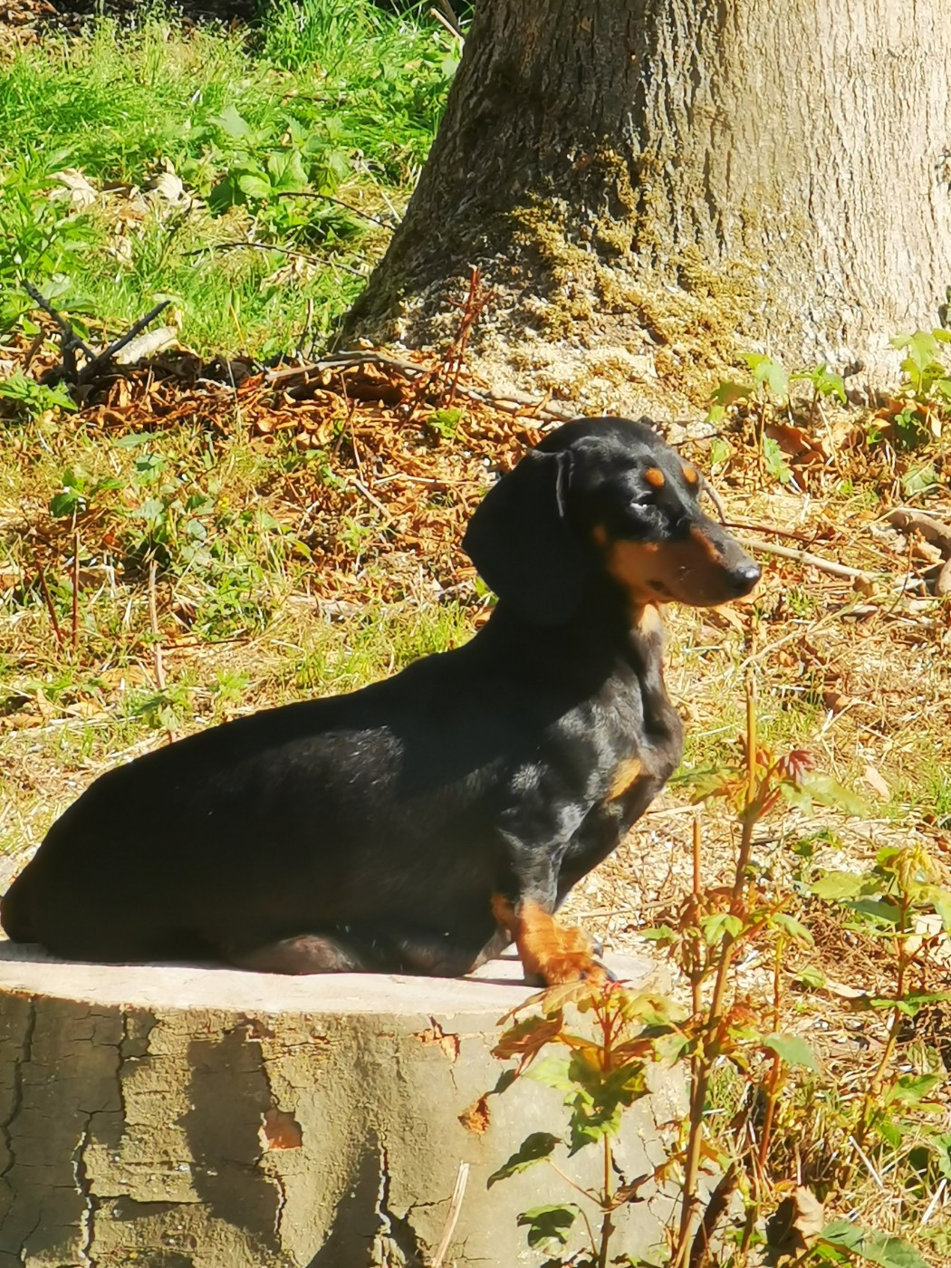 Oasis du pays des geants