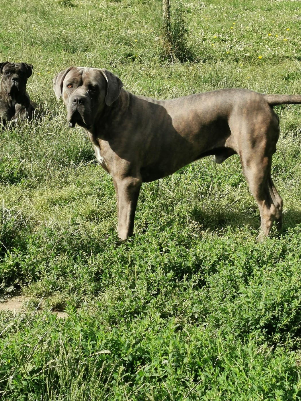 Oslo dit oxo (Sans Affixe)